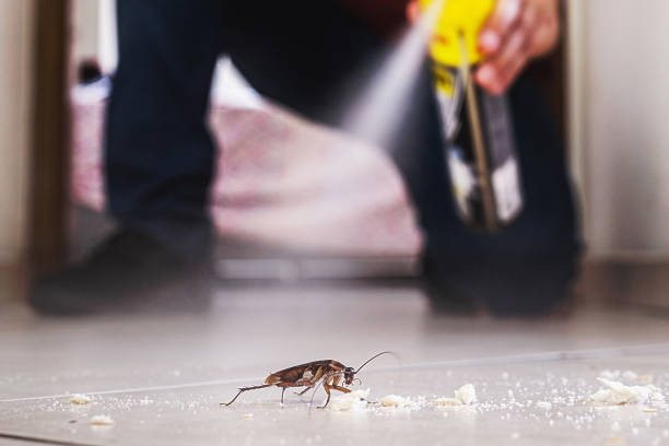 Best Termite Control Services  in Pleasant Run, OH